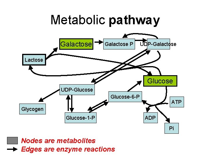 Metabolic pathway Galactose P UDP-Galactose Lactose Glucose UDP-Glucose-6 -P ATP Glycogen Glucose-1 -P ADP