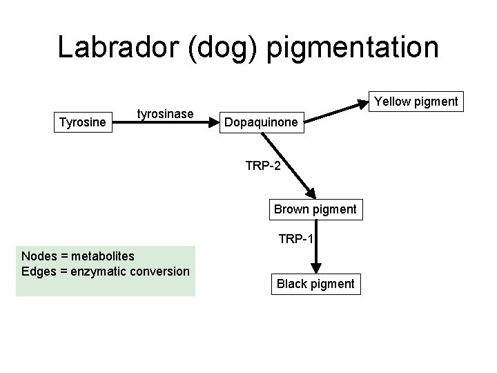 Labrador (dog) pigmentation Tyrosine tyrosinase Yellow pigment Dopaquinone TRP-2 Brown pigment TRP-1 Nodes =
