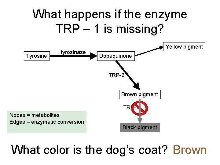 What happens if the enzyme TRP – 1 is missing? Tyrosine tyrosinase Yellow pigment