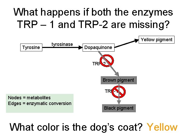 What happens if both the enzymes TRP – 1 and TRP-2 are missing? Tyrosine