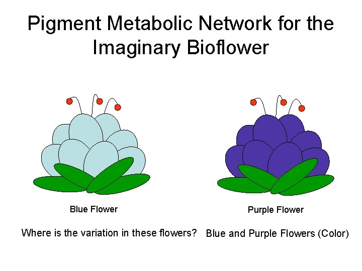 Pigment Metabolic Network for the Imaginary Bioflower Blue Flower Purple Flower Where is the