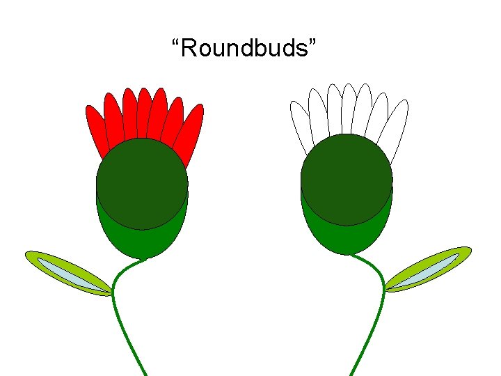 “Roundbuds” 