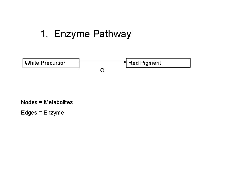 1. Enzyme Pathway Red Pigment White Precursor Q Nodes = Metabolites Edges = Enzyme