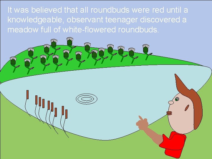 It was believed that all roundbuds were red until a knowledgeable, observant teenager discovered