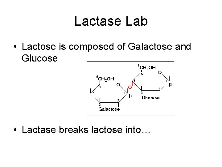 Lactase Lab • Lactose is composed of Galactose and Glucose • Lactase breaks lactose