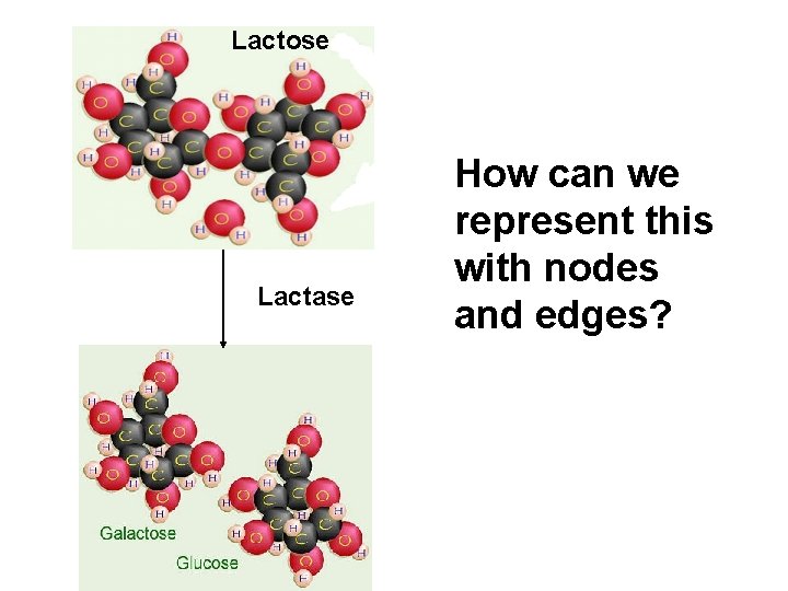 Lactose Lactase How can we represent this with nodes and edges? 