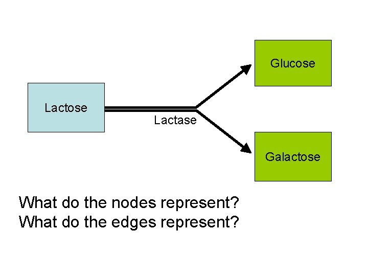 Glucose Lactase Galactose What do the nodes represent? What do the edges represent? 