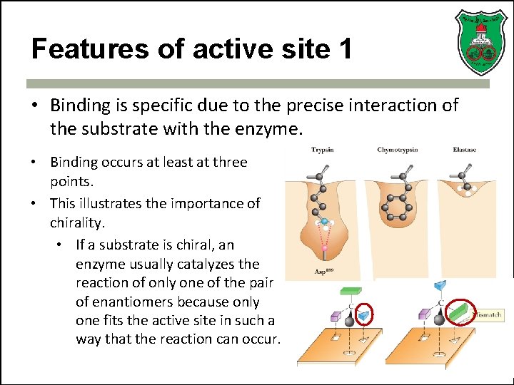 Features of active site 1 • Binding is specific due to the precise interaction