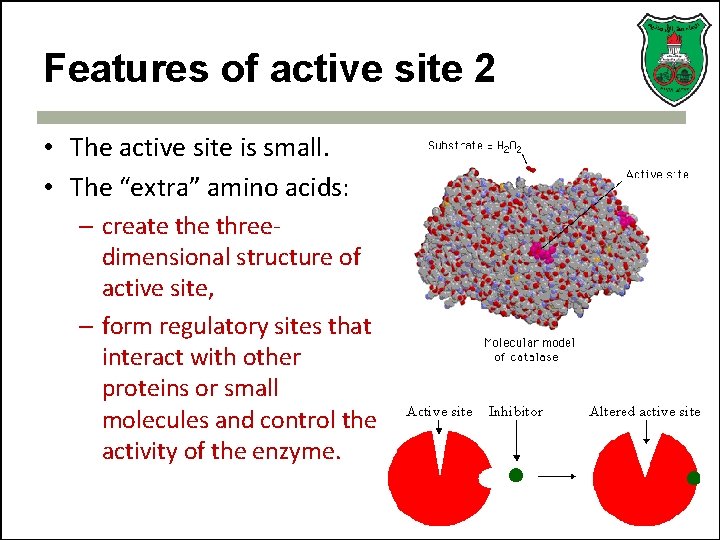 Features of active site 2 • The active site is small. • The “extra”