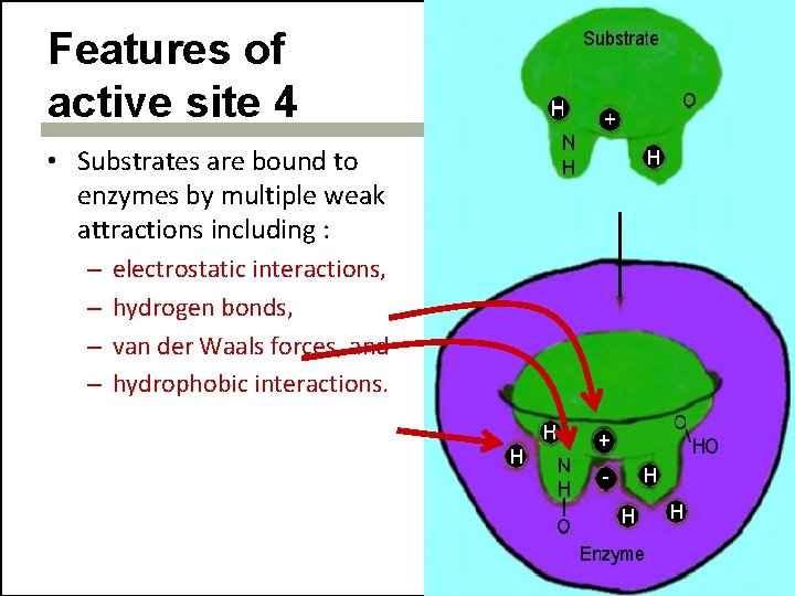 Features of active site 4 • Substrates are bound to enzymes by multiple weak