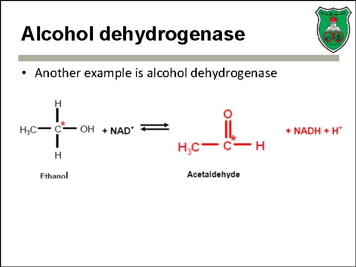 Alcohol dehydrogenase • Another example is alcohol dehydrogenase 