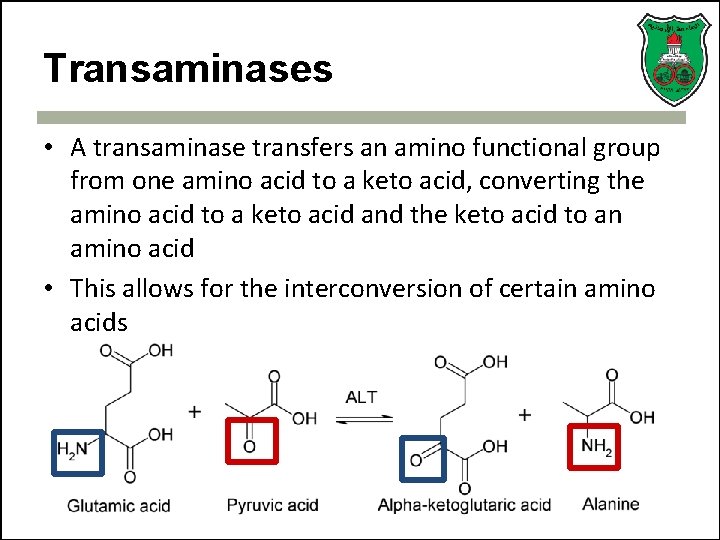 Transaminases • A transaminase transfers an amino functional group from one amino acid to