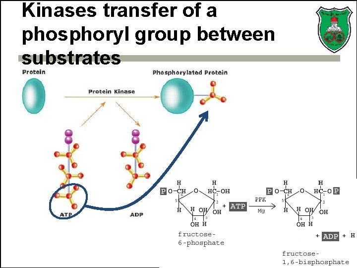 Kinases transfer of a phosphoryl group between substrates 