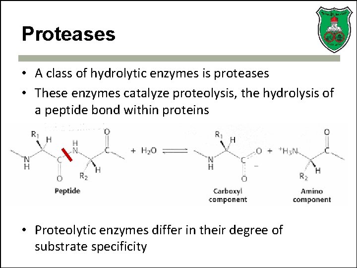 Proteases • A class of hydrolytic enzymes is proteases • These enzymes catalyze proteolysis,