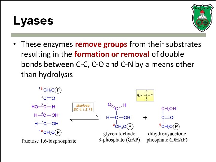 Lyases • These enzymes remove groups from their substrates resulting in the formation or
