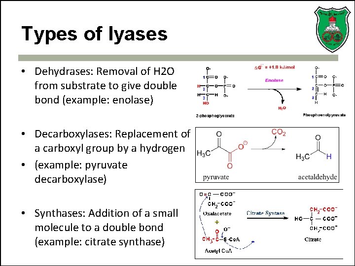 Types of lyases • Dehydrases: Removal of H 2 O from substrate to give
