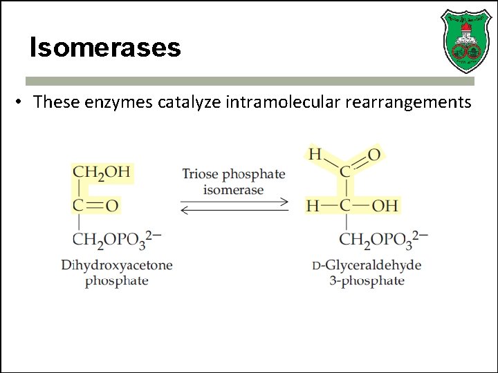 Isomerases • These enzymes catalyze intramolecular rearrangements 