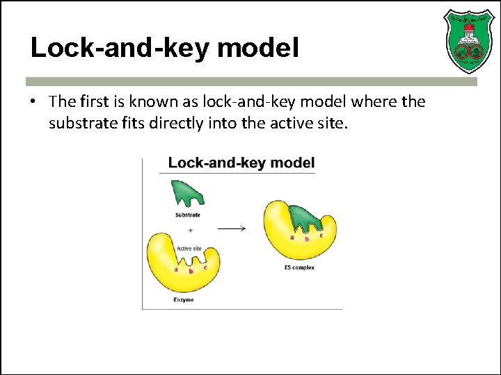 Lock-and-key model • The first is known as lock-and-key model where the substrate fits