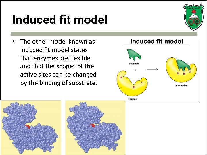 Induced fit model • The other model known as induced fit model states that