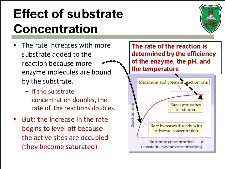 Effect of substrate Concentration • The rate increases with more substrate added to the