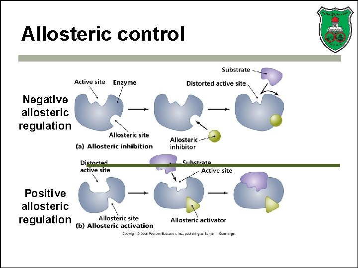 Allosteric control Negative allosteric regulation Positive allosteric regulation 