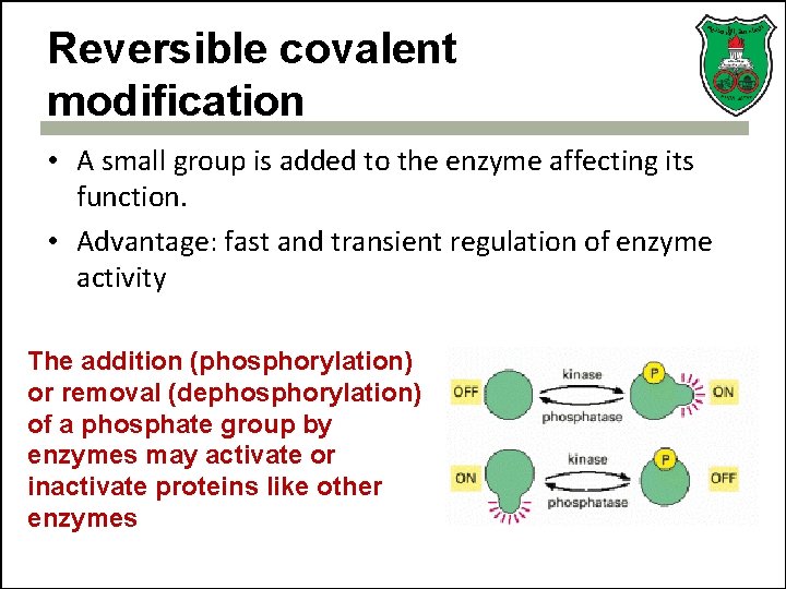 Reversible covalent modification • A small group is added to the enzyme affecting its