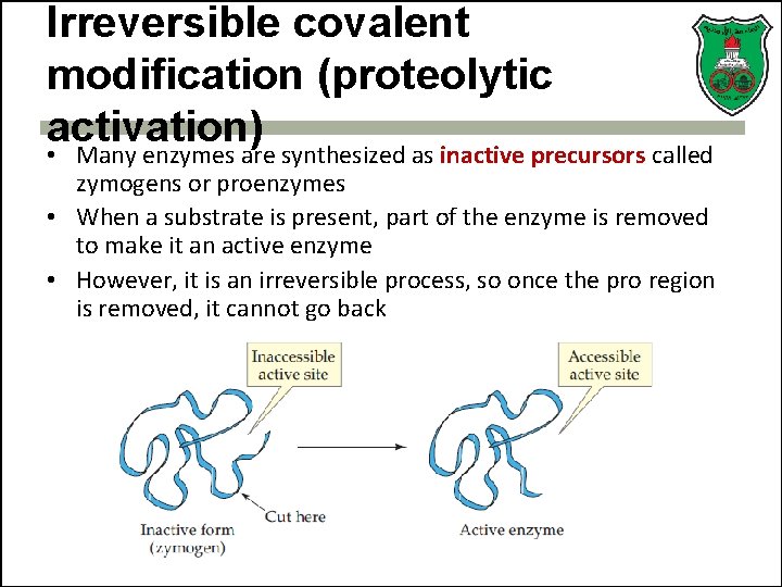 Irreversible covalent modification (proteolytic activation) • Many enzymes are synthesized as inactive precursors called