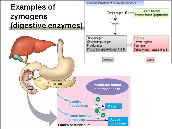 Examples of zymogens (digestive enzymes) 