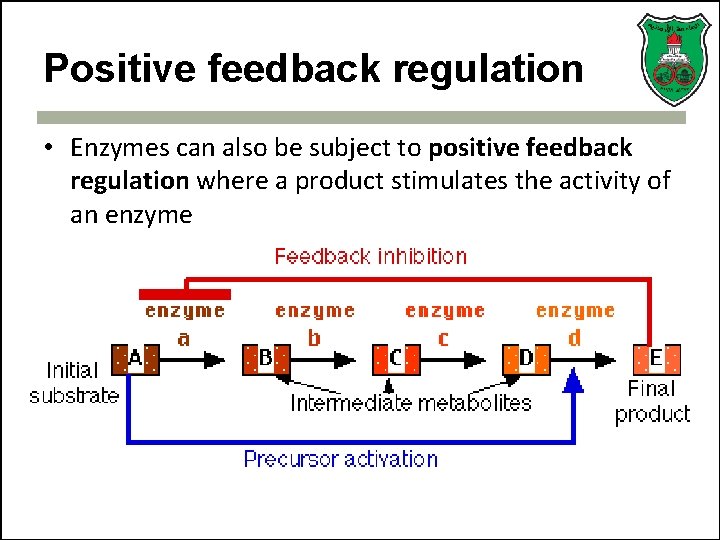 Positive feedback regulation • Enzymes can also be subject to positive feedback regulation where