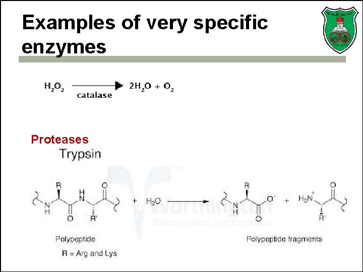 Examples of very specific enzymes Proteases 