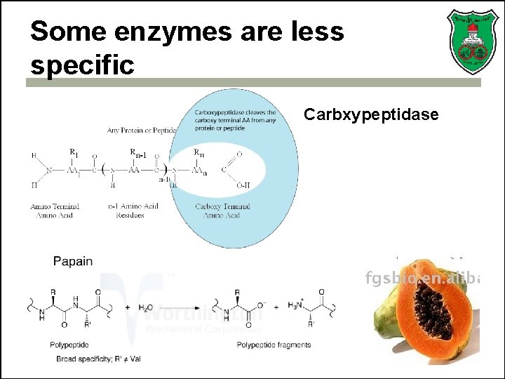 Some enzymes are less specific Carbxypeptidase 