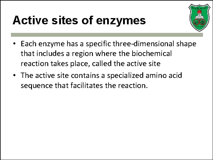 Active sites of enzymes • Each enzyme has a specific three-dimensional shape that includes