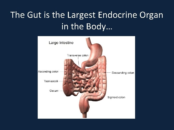 The Gut is the Largest Endocrine Organ in the Body… 