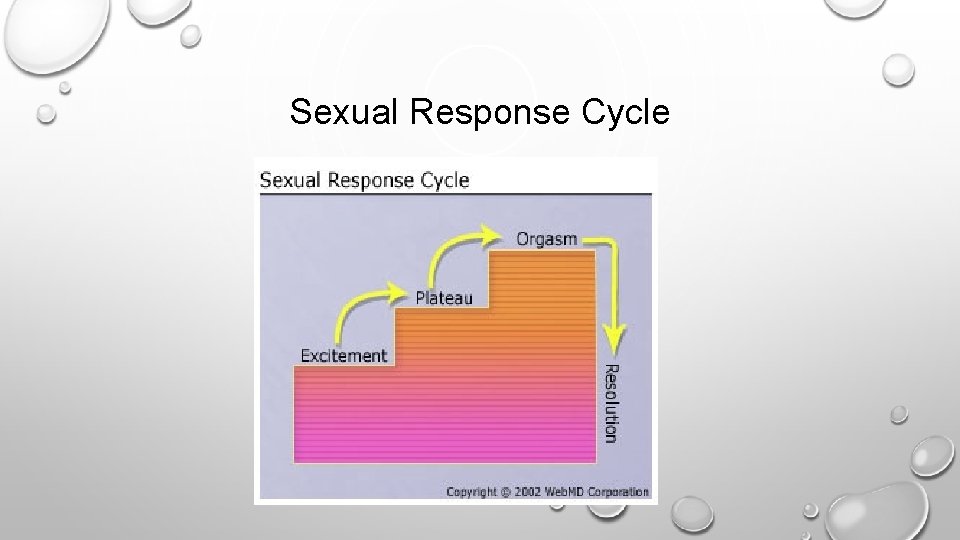 Sexual Response Cycle 