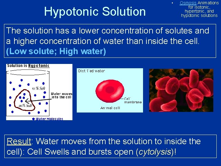Hypotonic Solution • Osmosis Animations for isotonic, hypertonic, and hypotonic solutions The solution has Hypotonic Solution • Osmosis Animations for isotonic, hypertonic, and hypotonic solutions The solution has