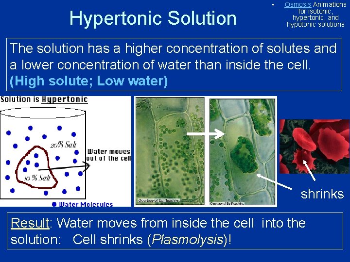 Hypertonic Solution • Osmosis Animations for isotonic, hypertonic, and hypotonic solutions The solution has Hypertonic Solution • Osmosis Animations for isotonic, hypertonic, and hypotonic solutions The solution has
