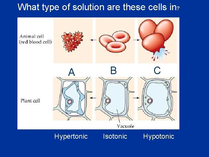 What type of solution are these cells in? A B C Hypertonic Isotonic Hypotonic What type of solution are these cells in? A B C Hypertonic Isotonic Hypotonic