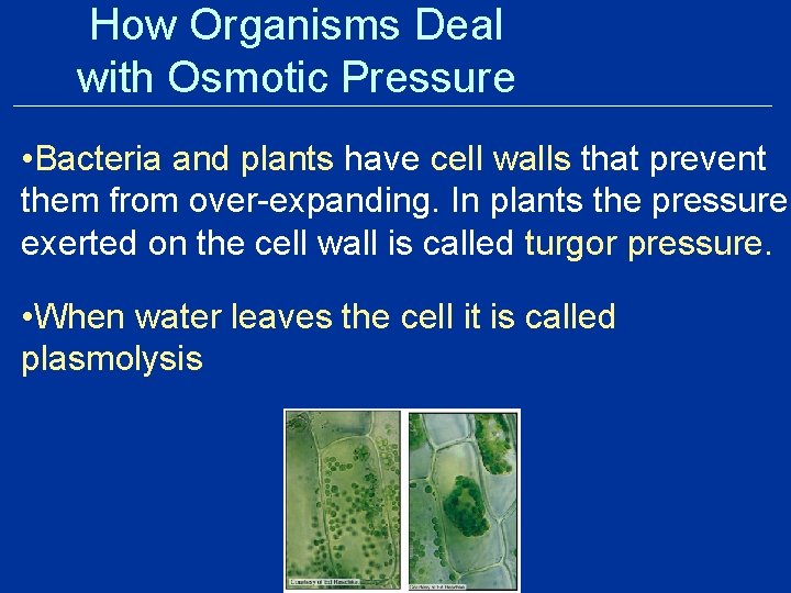 How Organisms Deal with Osmotic Pressure • Bacteria and plants have cell walls that How Organisms Deal with Osmotic Pressure • Bacteria and plants have cell walls that