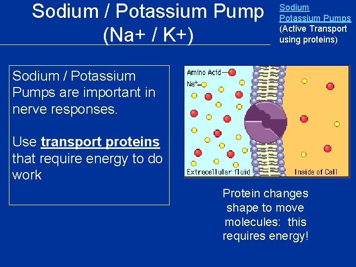Sodium / Potassium Pump (Na+ / K+) Sodium Potassium Pumps (Active Transport using proteins) Sodium / Potassium Pump (Na+ / K+) Sodium Potassium Pumps (Active Transport using proteins)