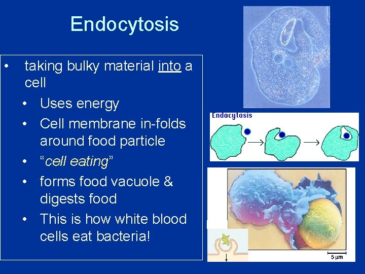 Endocytosis • taking bulky material into a cell • Uses energy • Cell membrane Endocytosis • taking bulky material into a cell • Uses energy • Cell membrane