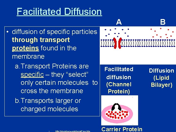 Facilitated Diffusion A • diffusion of specific particles through transport proteins found in the Facilitated Diffusion A • diffusion of specific particles through transport proteins found in the