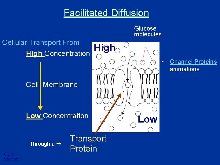 Facilitated Diffusion Glucose molecules Cellular Transport From High Concentration High • Channel Proteins animations Facilitated Diffusion Glucose molecules Cellular Transport From High Concentration High • Channel Proteins animations