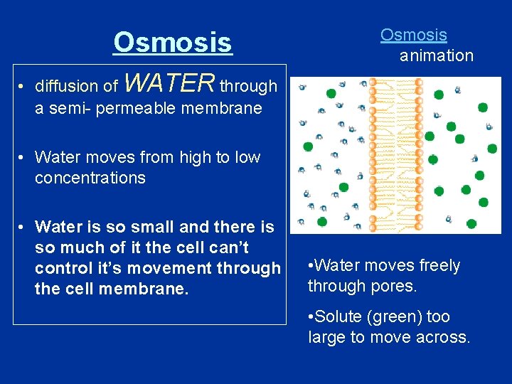 Osmosis animation • diffusion of WATER through a semi- permeable membrane • Water moves Osmosis animation • diffusion of WATER through a semi- permeable membrane • Water moves