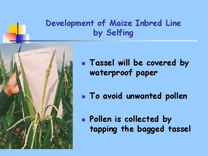 Development of Maize Inbred Line by Selfing n n n Tassel will be covered