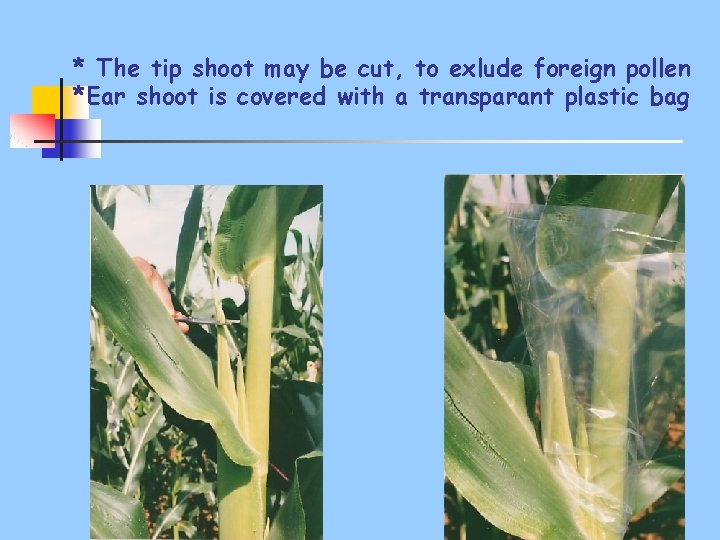 * The tip shoot may be cut, to exlude foreign pollen *Ear shoot is