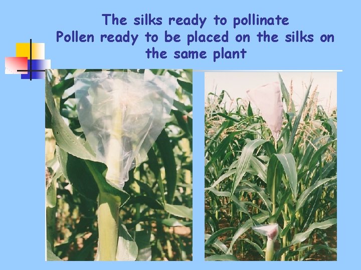 The silks ready to pollinate Pollen ready to be placed on the silks on
