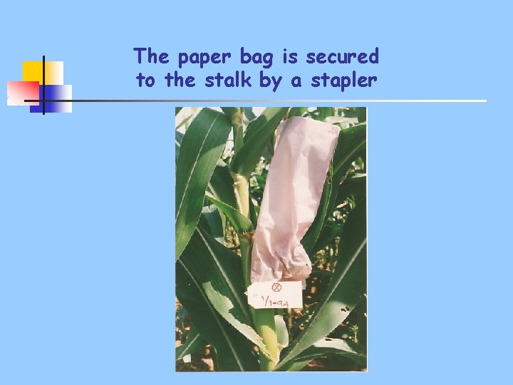 The paper bag is secured to the stalk by a stapler 