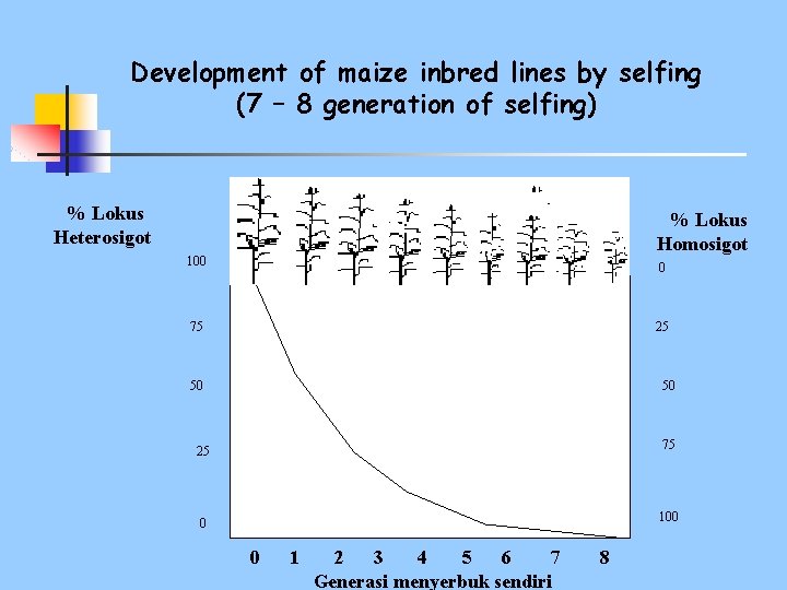 Development of maize inbred lines by selfing (7 – 8 generation of selfing) %
