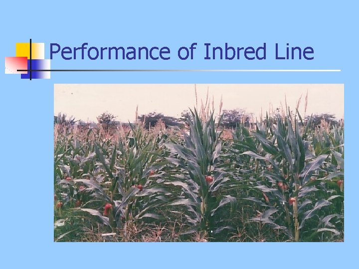 Performance of Inbred Line 