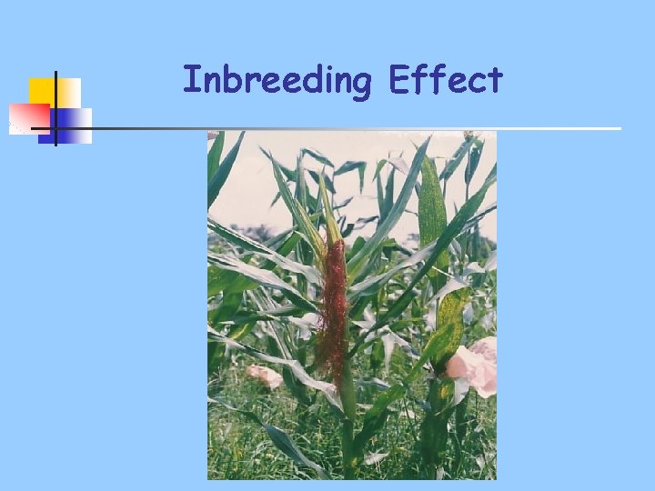 Inbreeding Effect 